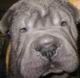   sharpei